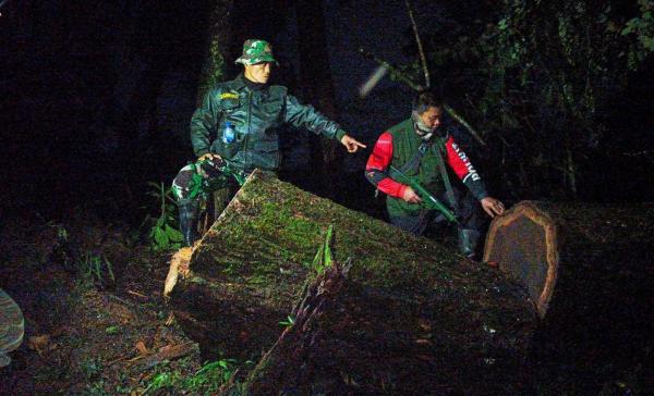 Petugas Gagalkan Pembalakan Liar di Hutan Gunung Ciremai, Pelaku Kabur